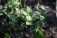 White Cinquefoil in Tilt Shift Lens