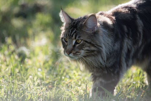 Close-up Photo of Fury Cat