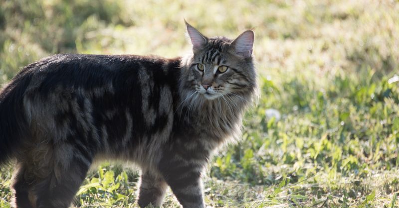 Chat Maine Coon : Guide Complet Race et Soins