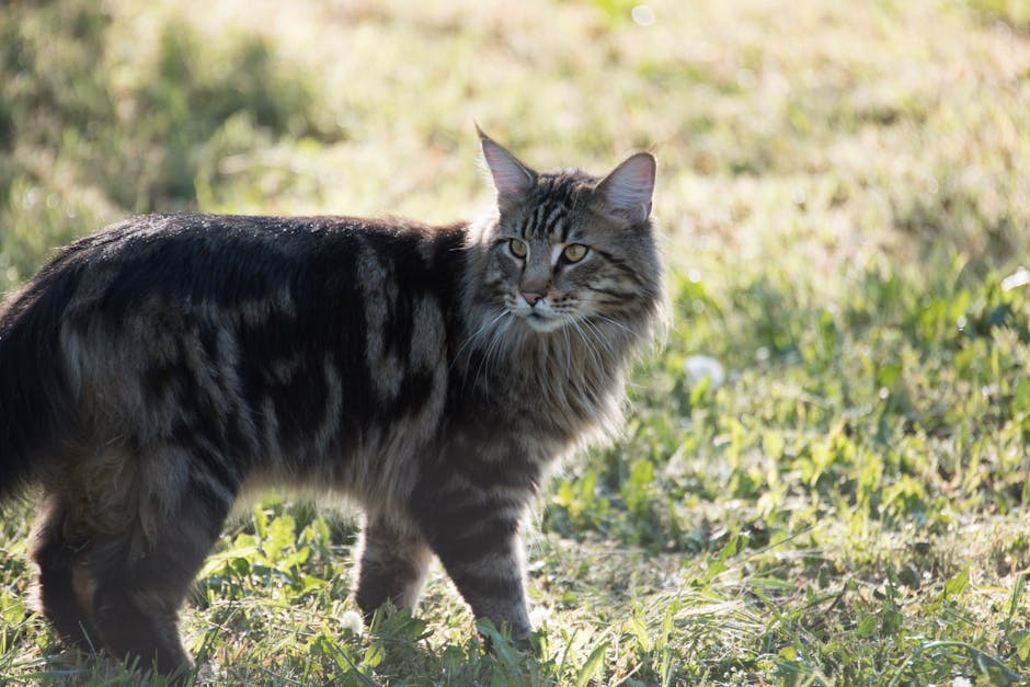 Fury Cat on Green Grass