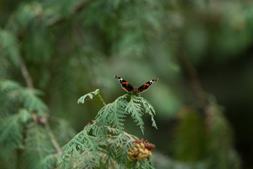 Free Brown and Black Butterfly on Green Plant Stock Photo