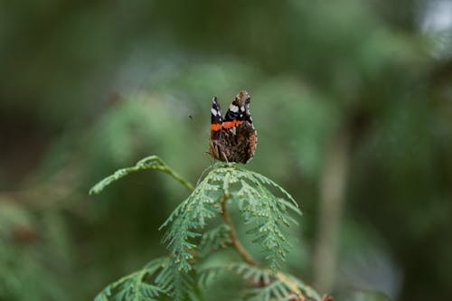 Foto profissional grátis de artrópode, borboleta, empoleirado