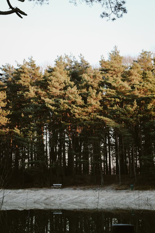 Tall Trees on Lakeside