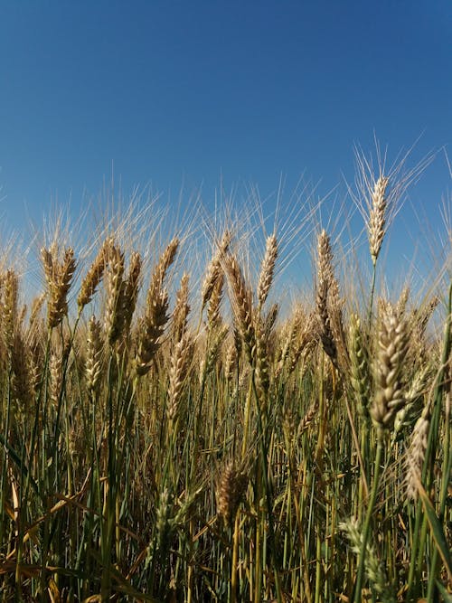 Free Brown Wheat Field Under Blue Sky Stock Photo