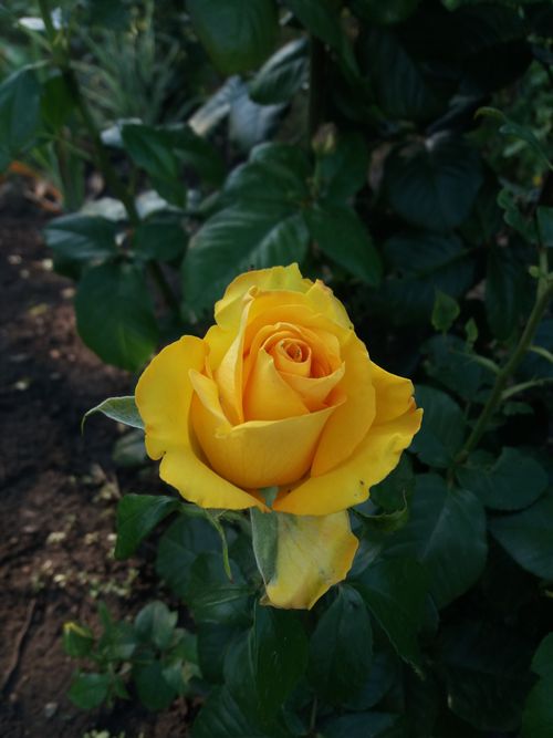 Free A stunning close-up of a yellow rose in full bloom, showcasing its vibrant petals. Stock Photo