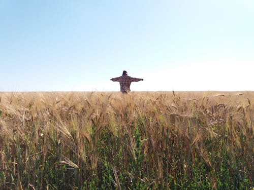Backview of Person standing on a Wheat Field 