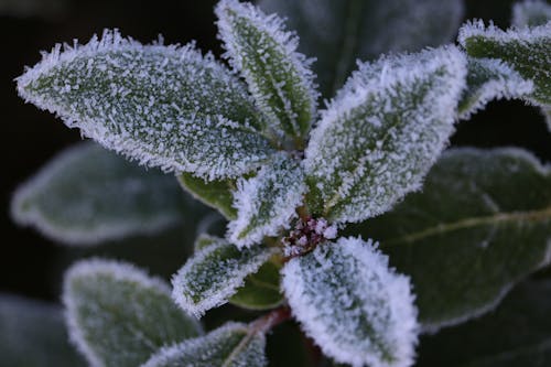 Fotos de stock gratuitas de blanco, hielo, hojas