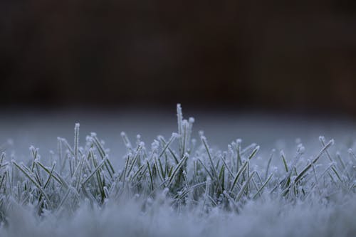 無料 マクロ撮影, 凍る, 草の無料の写真素材 写真素材