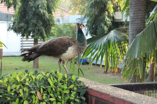 Peafowl standing in a Concrete Surface 