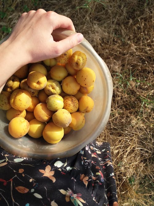 Free A Person Holding a Bowl of Apricots Stock Photo
