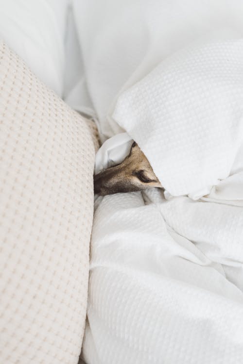 Free Dog in Bed under Duvet Stock Photo