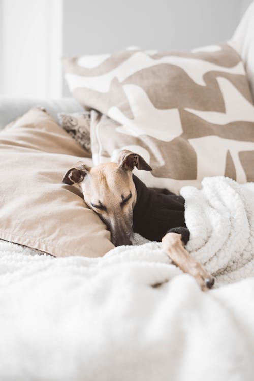 Free Dog Laying in Bed under Blanket Stock Photo