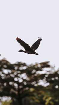 A silhouette of a duck in flight against a clear sky and blurry trees.