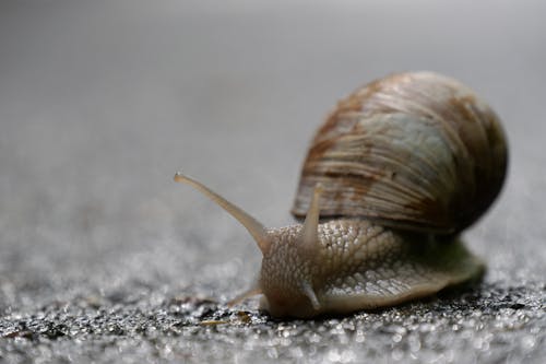 Macro Photography of Snail 