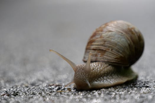 Detailed close-up of a snail on a wet surface, showcasing its textured shell and slimy body.