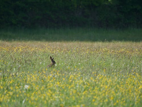 Hare in a Flower Field 