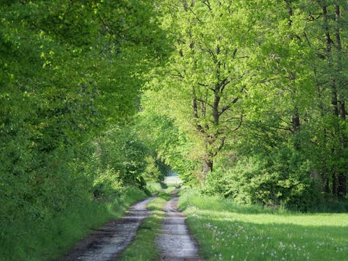 бесплатная Бесплатное стоковое фото с грязная дорога, деревья, зеленый Стоковое фото