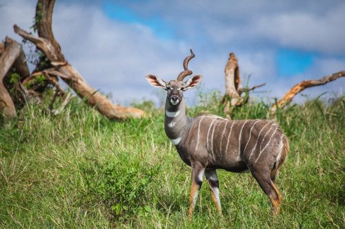 Free Wild lesser kudu standing on lush grassland in Kenya's natural habitat. Stock Photo