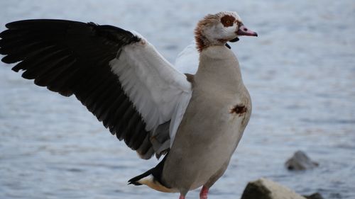 Free A close-up of an Egyptian Goose with wings spread by the water in Bonn, Germany. Stock Photo