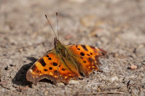 Close-up Photo of a Butterfly 