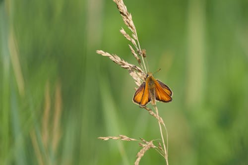 Free Selective Focus of Small Skipper on Grass Stock Photo