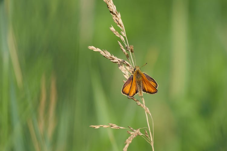 Selective Focus Of Small Skipper On Grass