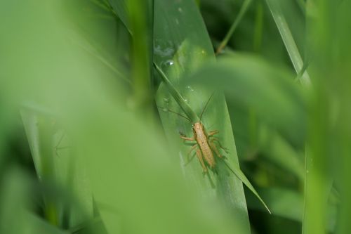 Free Macro shot of a grasshopper perched on vibrant green leaves in a natural setting. Stock Photo