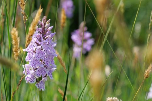 Free Beautiful close-up image of a delicate purple orchid blossoming in natural sunlight. Stock Photo