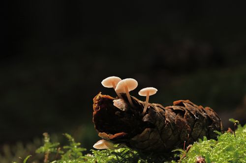 Free Delicate wild mushrooms sprouting from a pine cone in a lush forest setting. Stock Photo