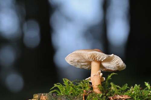 Free White Mushroom in Tilt Shift Lens Stock Photo