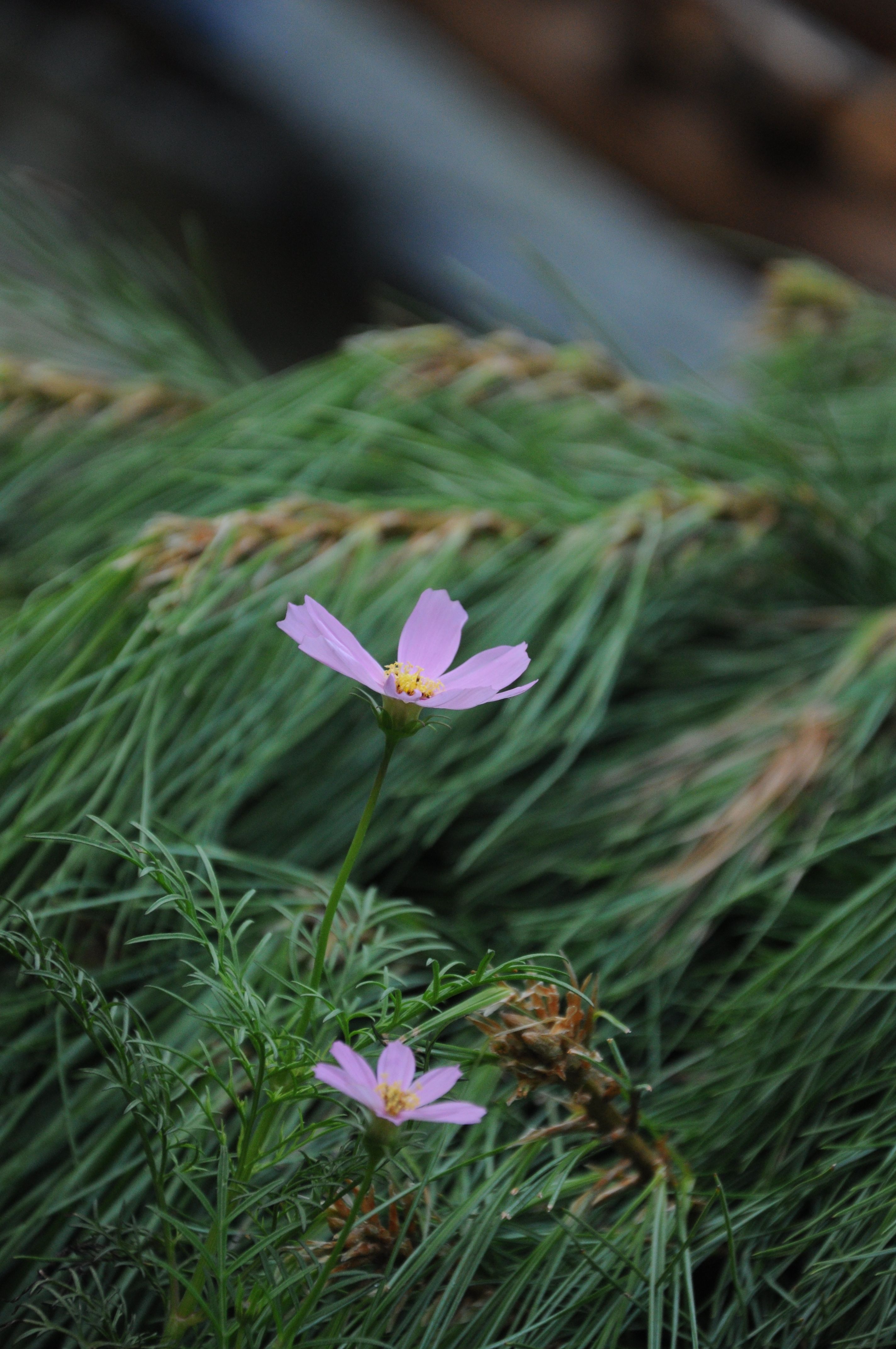 Selective Focus Photo of Purple Flower · Free Stock Photo
