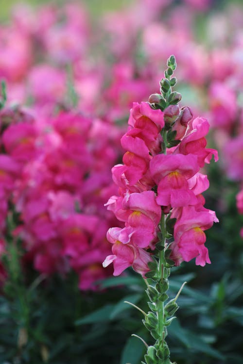 Pink Flowers in Tilt Shift Lens