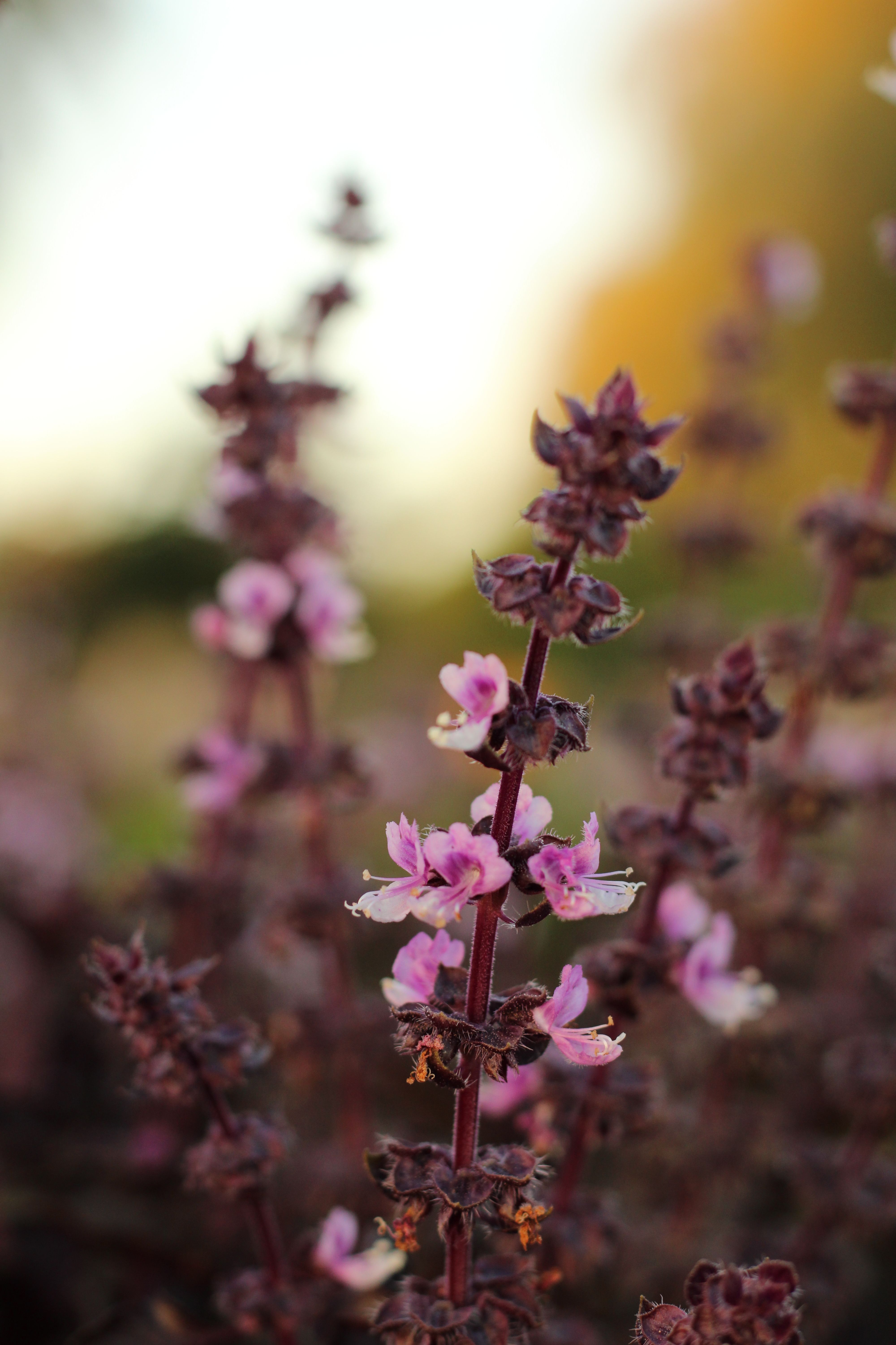 A detailed view of delicate purple flowers blooming in a natural setting, captured during golden hour.