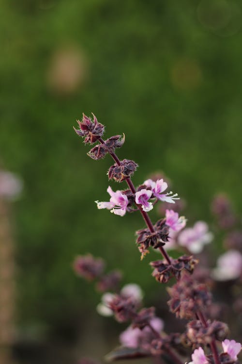 Purple Flowers in Tilt Shift Lens