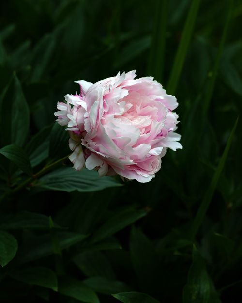 Free A beautiful pink peony flower bloom amidst lush green foliage, captured in natural light. Stock Photo