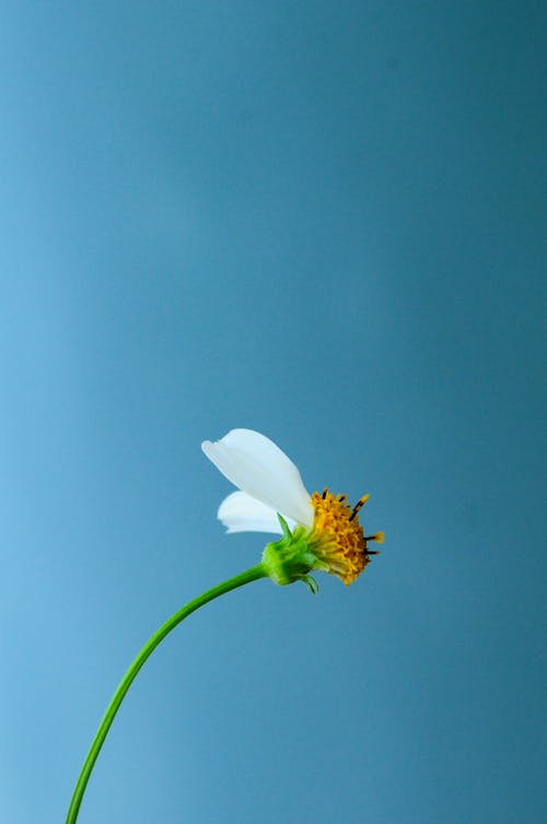 คลังภาพถ่ายฟรี ของ กลีบดอก, การสูญเสีย, ดอกไม้