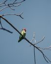 Green and Red Bird on Brown Tree Branch