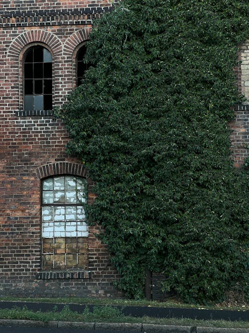 бесплатная Бесплатное стоковое фото с архитектура, вертикальный выстрел, вьющиеся растения Стоковое фото