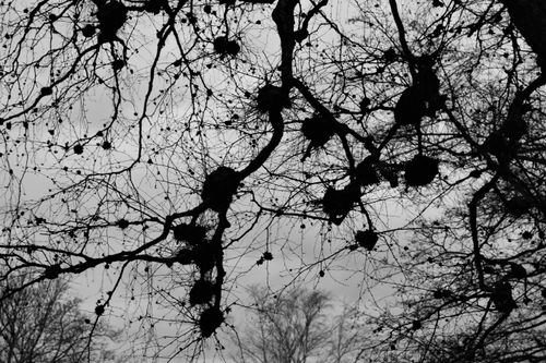 Free Intricate silhouette of leafless trees against a gray winter sky. Stock Photo