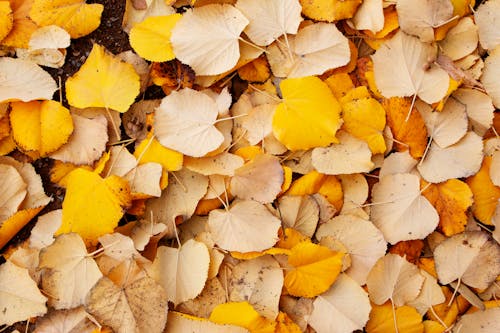 Fotos de stock gratuitas de caer, de cerca, hojas amarillas