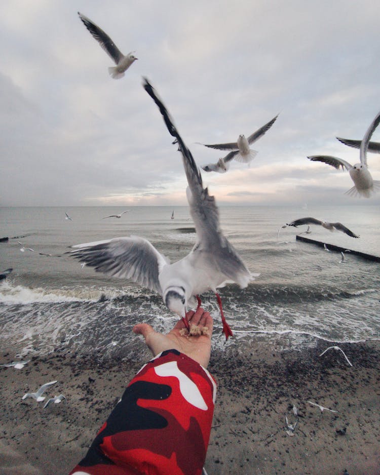 Feeding Bird From Hand