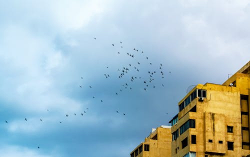 Free Flock of Birds Flying over the Building Stock Photo