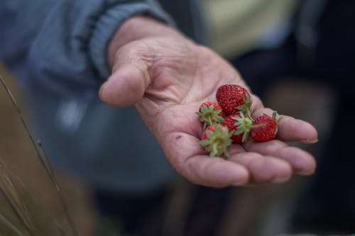 Person Holding Red Raspberry Fruit