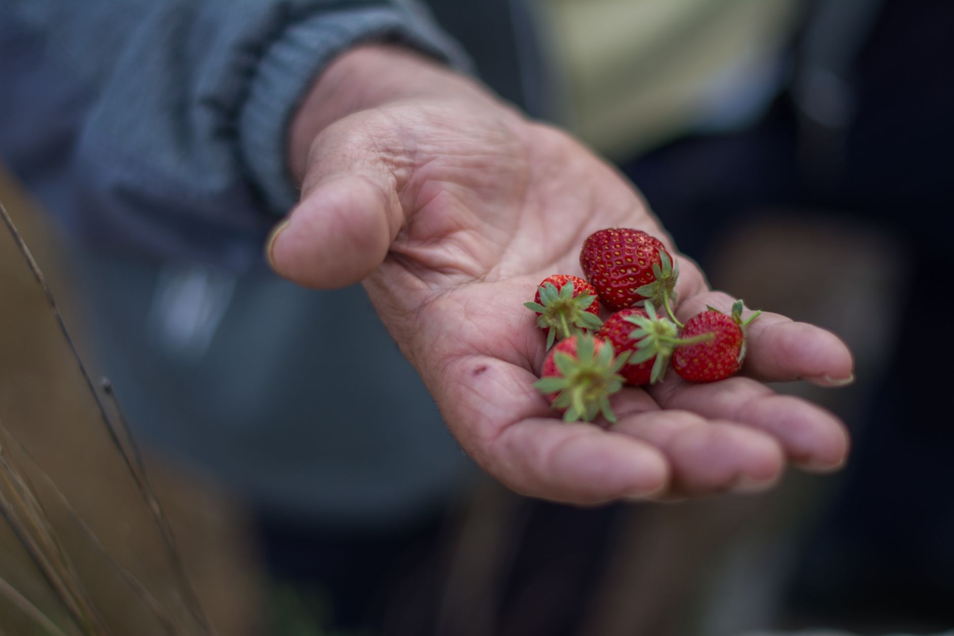 Kendala Lapangan & Solusi Praktis yang Jarang Diungkap Panduan Resmi - ciwidey kebun strawberry Kendala Lapangan & Solusi Praktis yang Jarang Diungkap Panduan Resmi - ciwidey kebun strawberry
