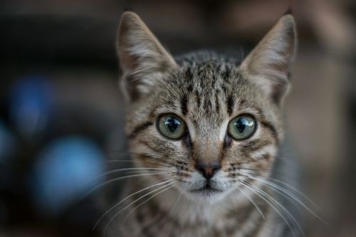 Free A detailed close-up of a tabby cat with striking green eyes, showcasing its curious expression. Stock Photo