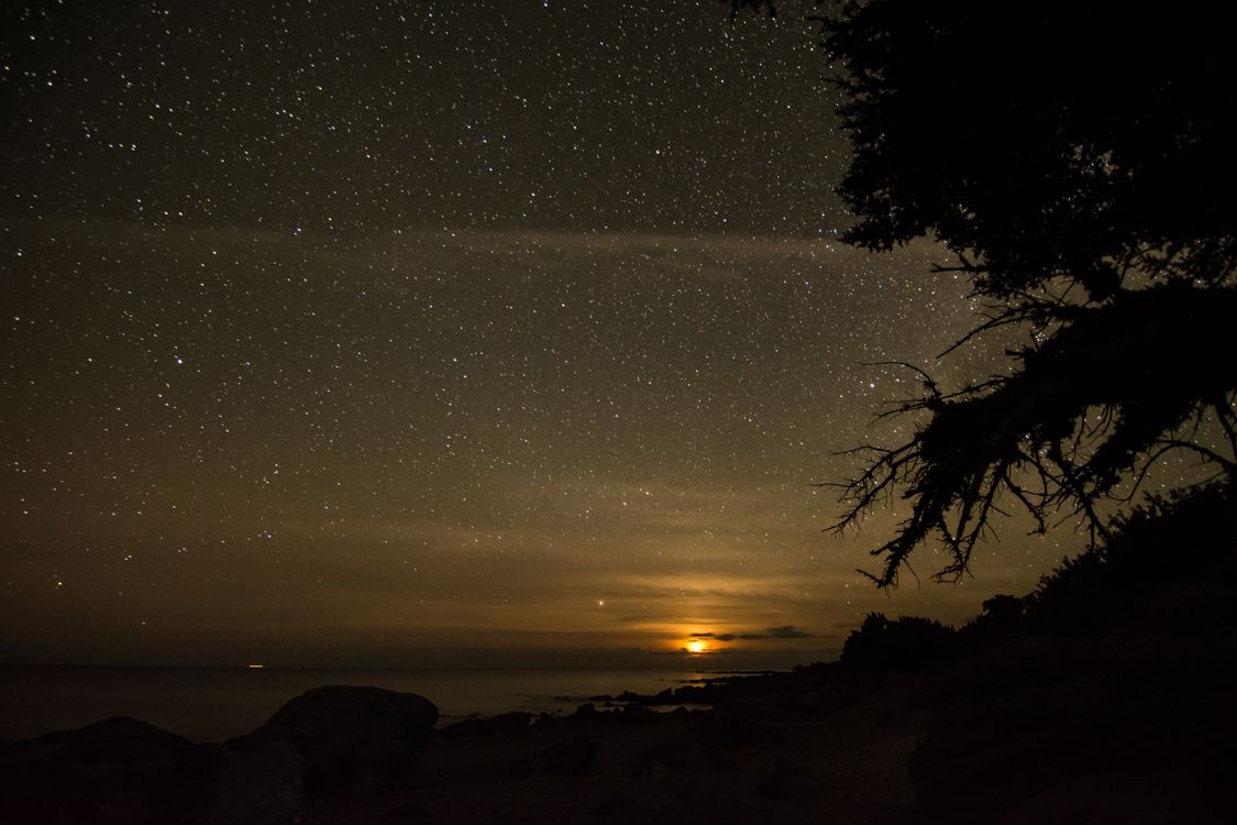 Silhouette of Trees Under the Moonlight on a Starry Sky · Free Stock Photo