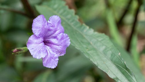 Free stock photo of mexican bluebells, mexican petunia, ruellia simplex