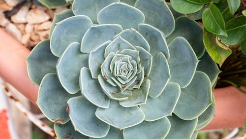 Free stock photo of echeveria elegans, mexican snowballs