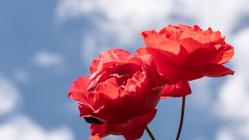 Free stock photo of red flowers, red rose