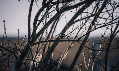 Fotobanka s bezplatnými fotkami na tému jeseň, vtáčie chirping, vták